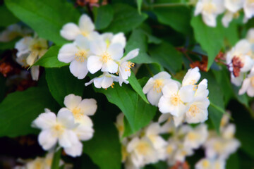 White flowers on a bush in summer