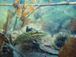Northern pike young Esox lucius