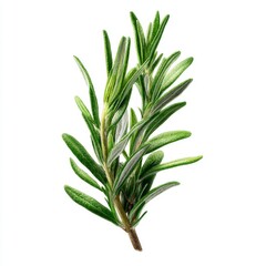 Fototapeta premium Fresh Green Rosemary Herb Sprig with Vibrant Leaves Ideal for Cooking and Herbal Remedies on White Background