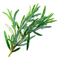 Fototapeta premium Fresh Green Herb Branch with Water Droplets Showcasing Natural Beauty and Vibrant Colorful Leaves in Isolated Background