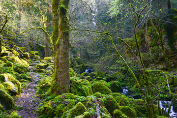 Die Teichschlucht zwischen Gütenbach und Wildgutach im mittleren Schwarzwald ist ein naturnaher Bachlauf im Bannwald mit vielen kleinen Wasserfällen moos-bedeckten Granit-Steinblöcken