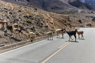 Llama (Lama glama) herd crossing a road in Reserva nacional de Salinas y Aguada Blanca, Peru