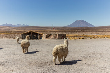 Misti volcano and alpacas (Lama pacos) in Reserva nacional de Salinas y Aguada Blanca, Peru