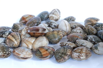 Clams on white background. Seafood.
