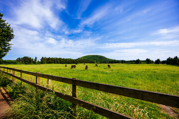 horses on a meadow 초원의 말들