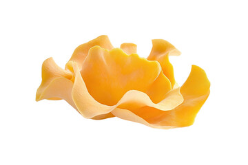 Golden Jelly Fungus on Display: A vibrant yellow golden jelly fungus (Tremella aurantia) exhibits its unique, translucent, gelatinous form against a seamless background.