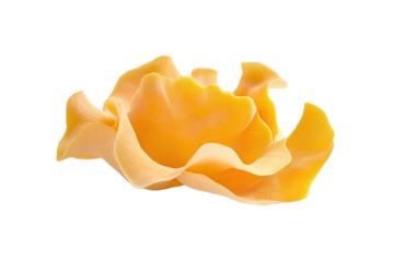 Golden Jelly Fungus on Display: A vibrant yellow golden jelly fungus (Tremella aurantia) exhibits its unique, translucent, gelatinous form against a seamless background.
