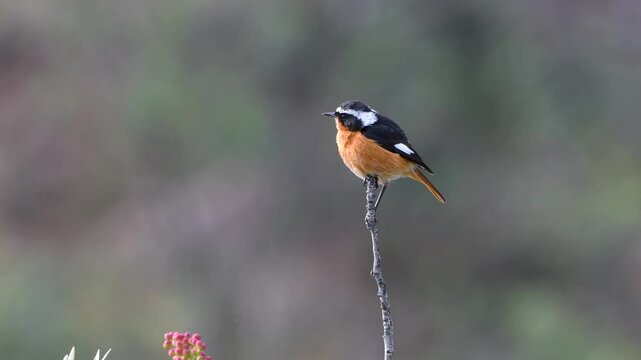 Male Moussier's redstart singing