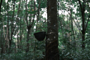A tree with a black bowl hanging from it