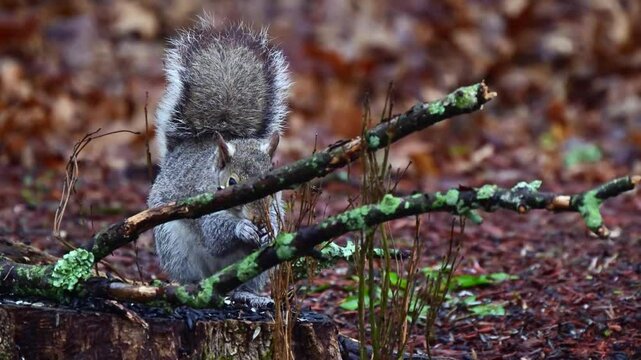 Sciurus carolinensis - Eastern Grey Squirrel, A squirrel searches for food in the forest litter near New Jersey in the forest