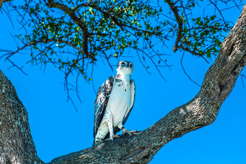 Martial eagle perched on tree branch under vibrant blue sky in the wild.