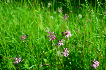 (Lychnis flos-cuculi)