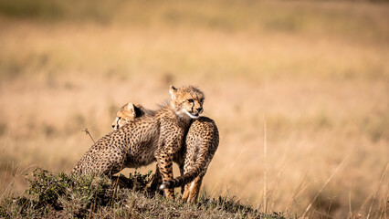 Cheetah cubs huddle on a sunlit mound in the golden savannah.