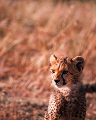 A cute cheetah cub with inquisitive eyes sits in the golden savanna grass, a precious glimpse of African wildlife youth.