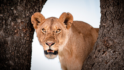 Lioness gazing intensely from between two tree trunks in the wild.