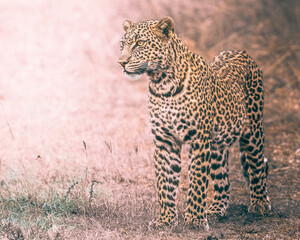 Leopard standing alert in dry field at dawn light.
