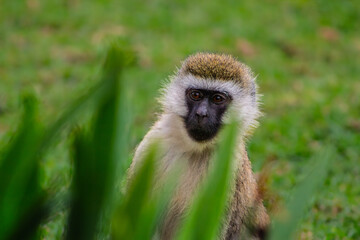 A curious Vervet Monkey (Chlorocebus pygerythrus) peeks through lush green foliage, its intelligent...