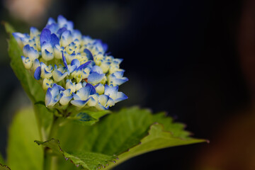 梅雨を告げる紫陽花