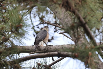 The Japanese sparrowhawk (Tachyspiza gularis) is a bird of prey in the family Accipitridae. This photo was taken in Japan.