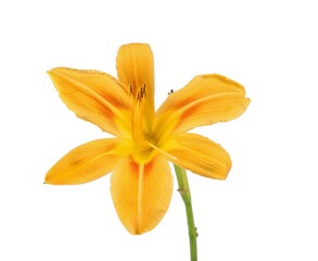 Yellow and orange Lilium, commonly known as Lily, on white background.