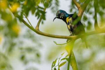 Male Purple Sunbird perched on a tree branch in natural surrounings