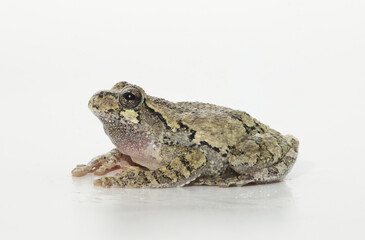 Side view of an Eastern Gray Treefrog (Hyla versicolor) sitting in an alert posture looking upward. This species is common throughout much of eastern North America. 