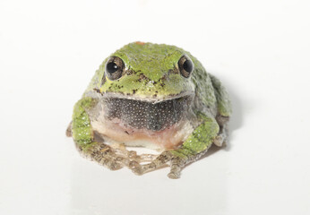 Close-up of a gray treefrog (Hyla versicolor) looking directly towards the viewer. The loose, gray skin on the throat indicates that it is a male. 