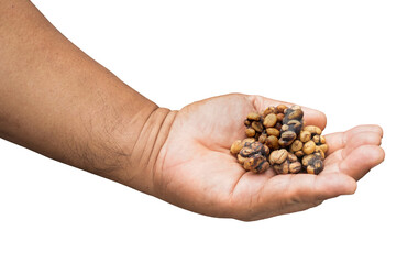 civet coffee bean on hand isolated on white background. This has clipping path.