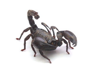 Bothriurus pampa