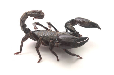 Close-up of crab on rock,South Africa