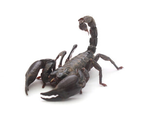 Close-up of a black Asian forest scorpion (Heterometrus spinifer) against a white background