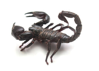 Cretan Scorpion