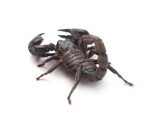 Close-up of figurines against white background,Thailand