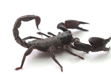Emperor Scorpion against white background
