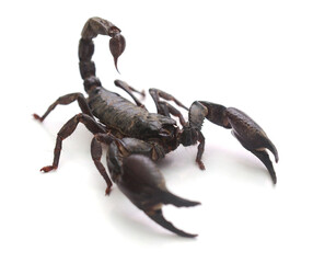 Emperor Scorpion against white background