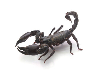 Close-up of scorpion against white background,Trento,Italy