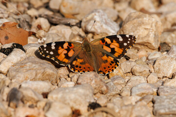 Mariposa Vanessa cardui posada sobre piedras del suelo, Alcoy, España