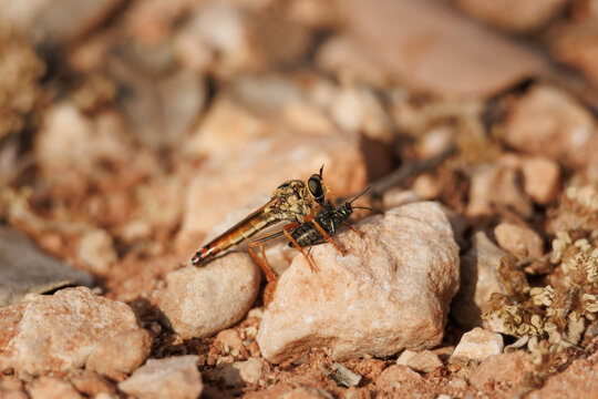 Mosca asesina asilidae comiendo un escarabajo sobre la roca del camino, Alcoy, Espa&ntilde;a