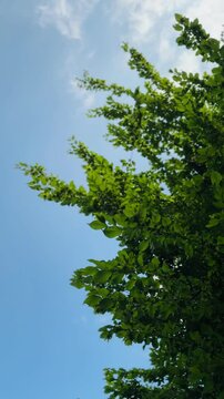 panoramica di foglie e rami di albero di faggio comune con un cielo estivo azzurro