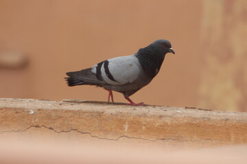 A close-up shot of a rock dove or rock pigeon