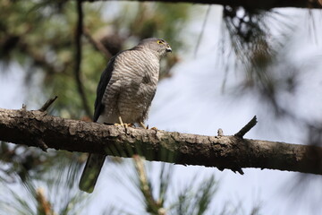 The Japanese sparrowhawk (Tachyspiza gularis) is a bird of prey in the family Accipitridae. This photo was taken in Japan.