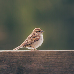 sparrow on a fence