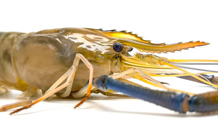 Fresh river prawns isolated on white background. Big freshwater prawns. River prawns for cooking.