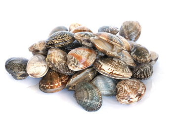Clams on white background. Seafood.