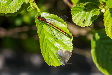 green leaves on a branch