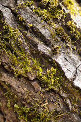 Weathered Brown Tree Bark Covered in Green Moss, Showcasing Natural Texture and Organic Growth.