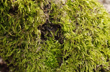 Vibrant Green Moss Growing on a Tree Trunk. Natural Texture and Organic Pattern Background.
