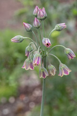 Inflorescence of Sicilian honey garlic (Allium siculum).