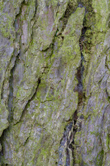 Beautiful close-up of the bark of larix decidua