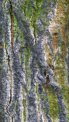 Beautiful close-up of the bark of monodora angolensis